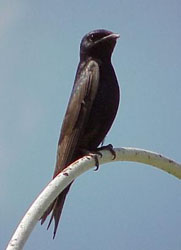 Purple Martin